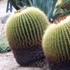 Echinocactus grussonii_3